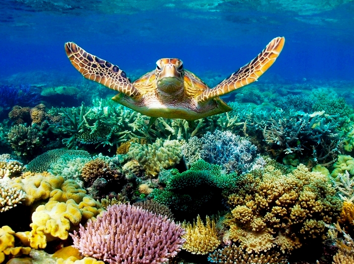 Protecting the Barrier Reef