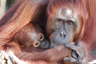 Orangutan and Baby