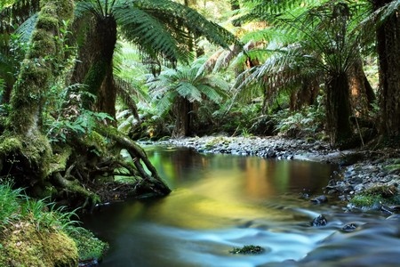 Rainforest & creeks need protection